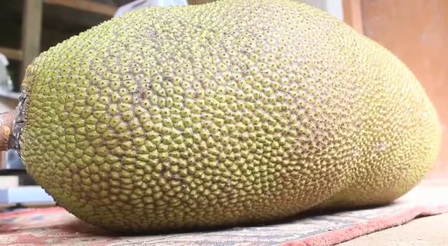 65-kg jackfruit stuns Wayanad, sets new personal record for farmer - News Karnataka
