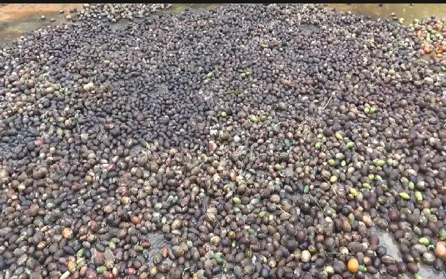 Coastal Areca Growers Hit by Rot, Rain: Crop Loss Looms Large - News Karnataka