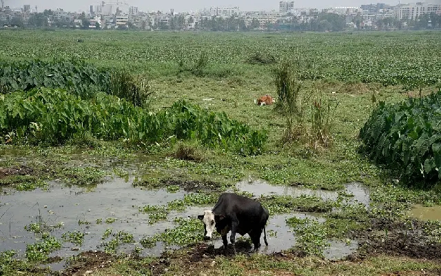 Bengaluru Activists Slam Bill Shrinking Lake Buffers - News Karnataka