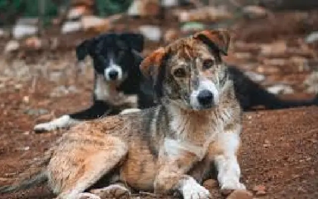 Bengaluru earmarks ₹2.9 crore to serve daily chicken meals to strays dogs - News Karnataka