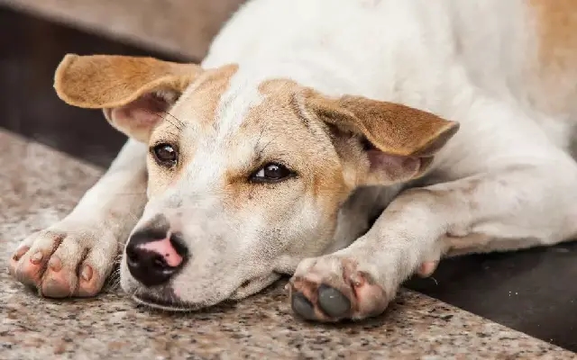 Bengaluru’s stray dog meal plan sparks debate, humor, and a touch of nostalgia - News Karnataka