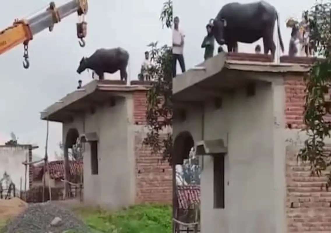 Buffalo climbs roof to escape rain, gets stuck, rescued by crane - News Karnataka