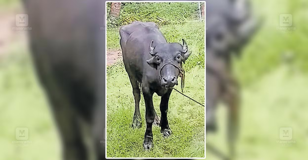 Buffalo on the run sparks panic in Neeleswaram; four-hour rampage ends safely - News Karnataka