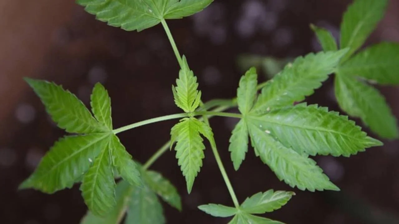 Cannabis rooftop secret busted in Pantheerankavu raid - News Karnataka