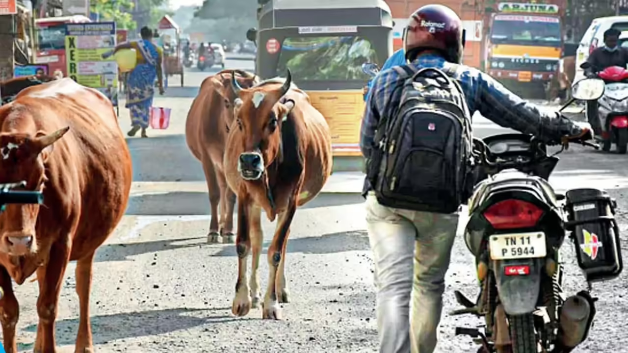 Cattle chaos on Chennai streets as enforcement breaks down - News Karnataka