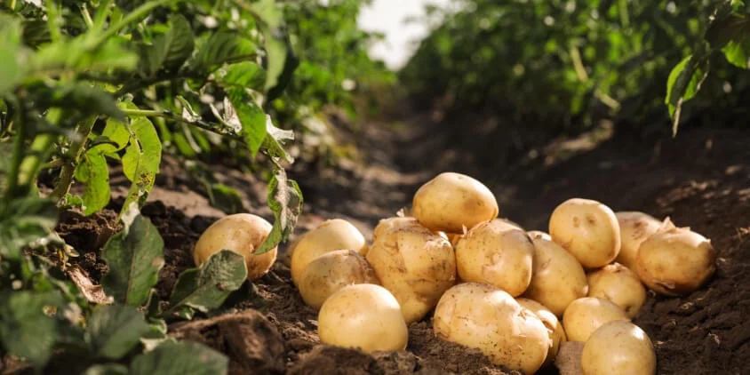 Chamarajanagar farmers turn to potatoes, shift from traditional crops - News Karnataka