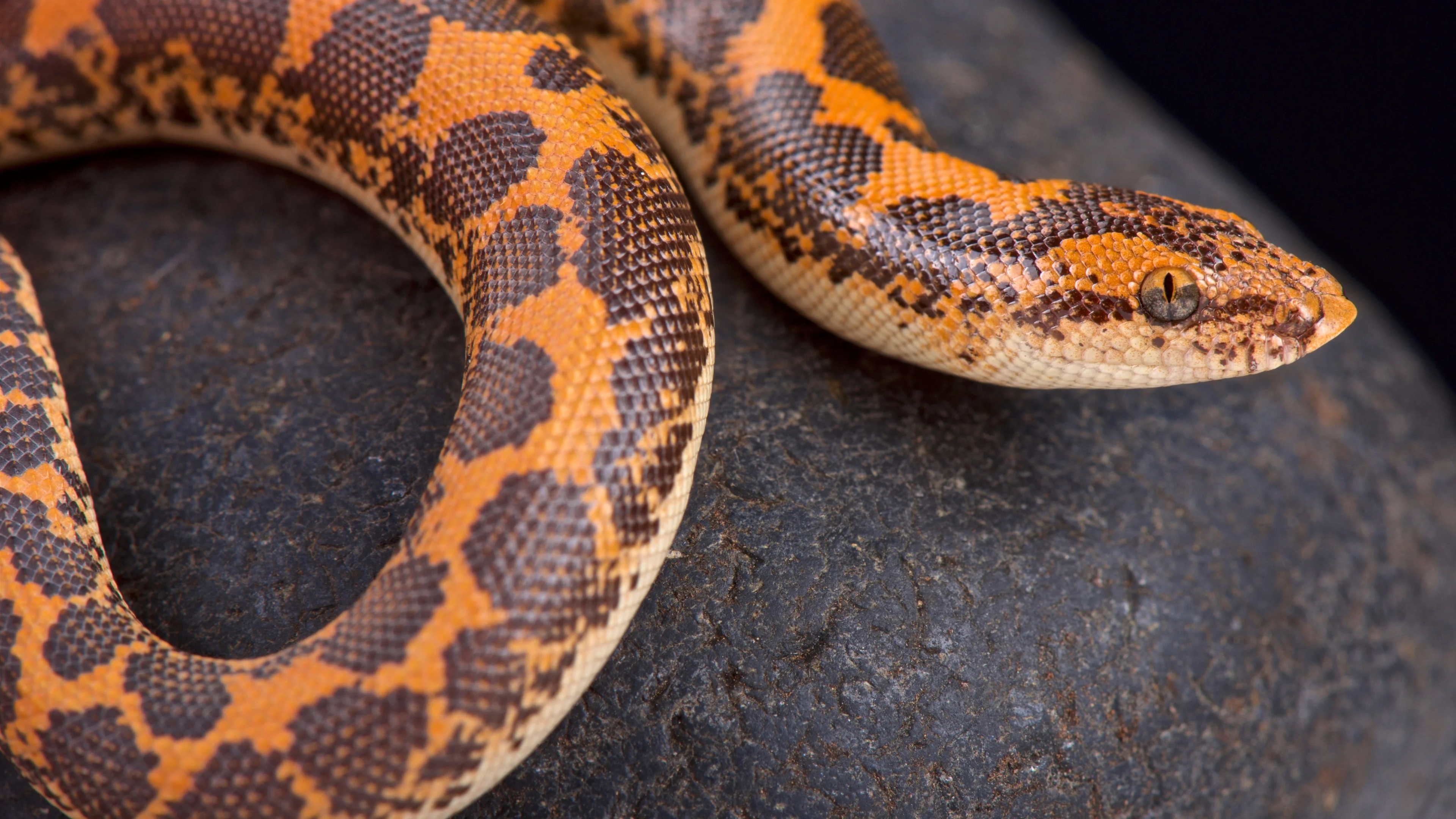 Man caught smuggling 16 exotic snakes at airport, major wildlife trafficking - News Karnataka