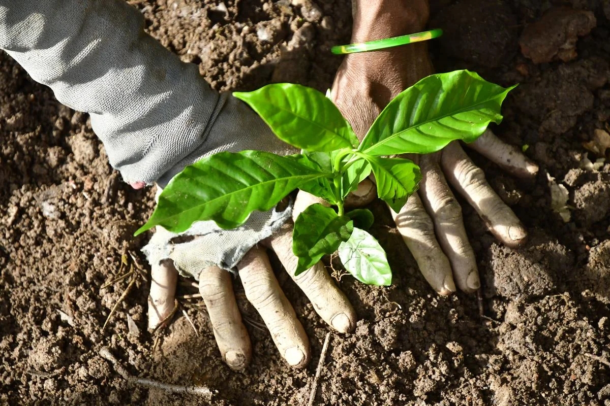 Coffee farmer pleads for euthanasia after land auctioned under debt law - News Karnataka