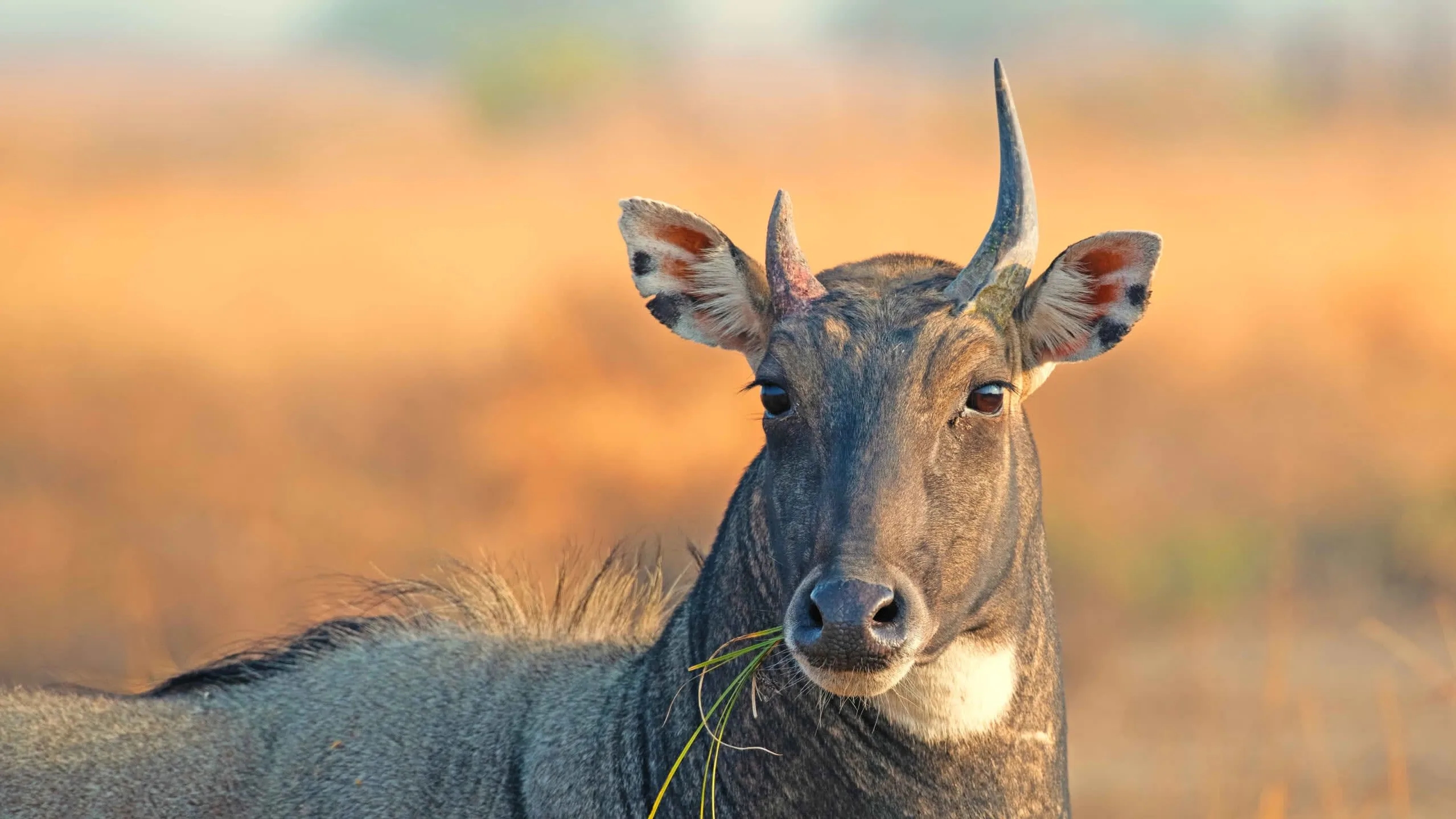 Civet’s high-wire escape stuns Coonoor locals - News Karnataka