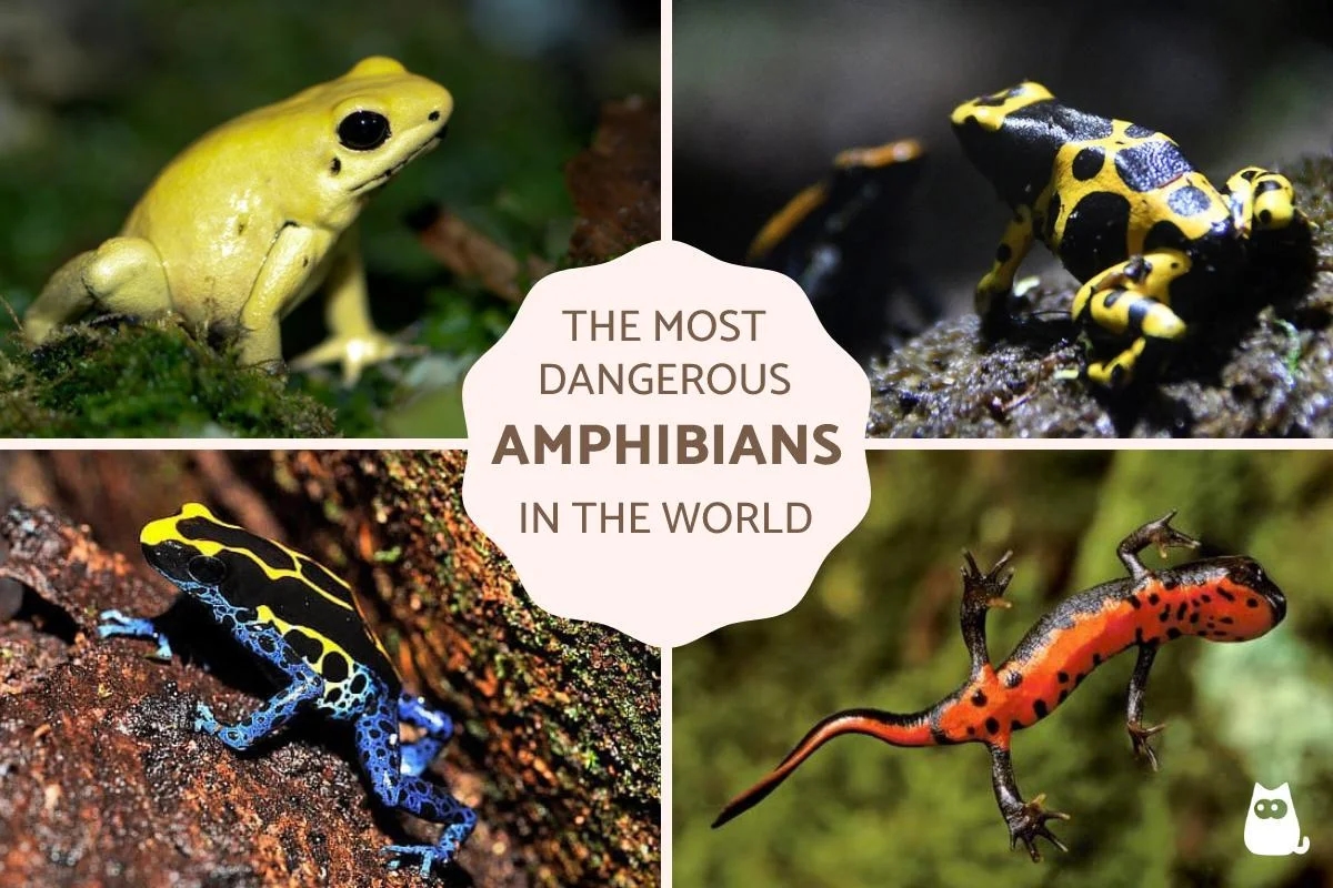 Deadly beauty: Meet 7 of the world’s most poisonous frogs - News Karnataka