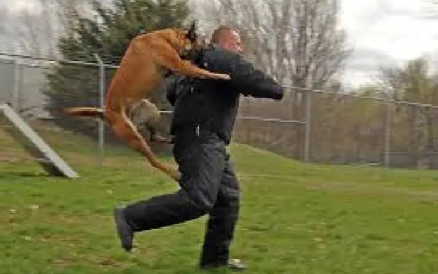 Family feud turns vicious: Mysuru man accused of ordering pet dog to attack nephew - News Karnataka