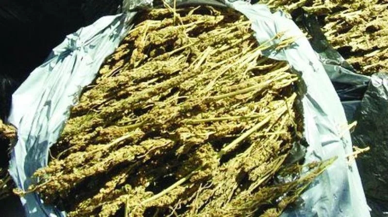 Ganja cases choke Vizag prison, inmates double sanctioned capacity - News Karnataka