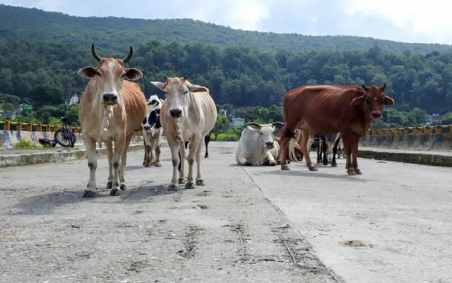 Illegal Cattle Transport Busted Near Nettaru, Two Arrested - News Karnataka