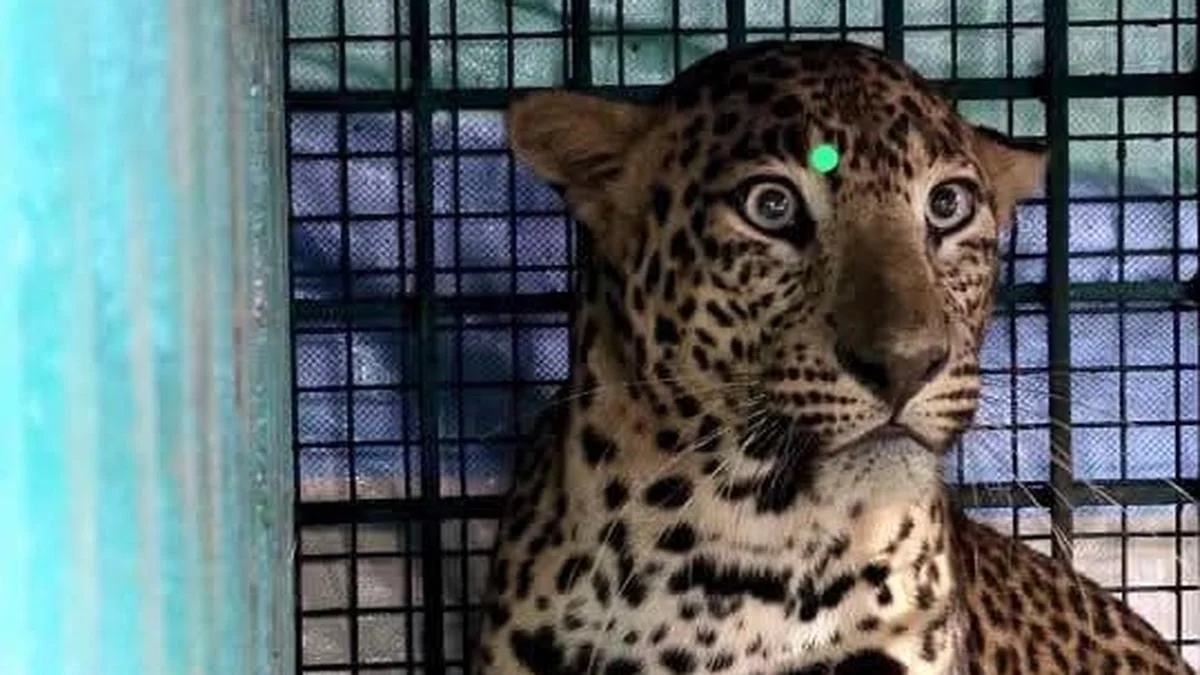 Injured leopard captured safely near Nilgiris villages, sent to MTR for treatment - News Karnataka