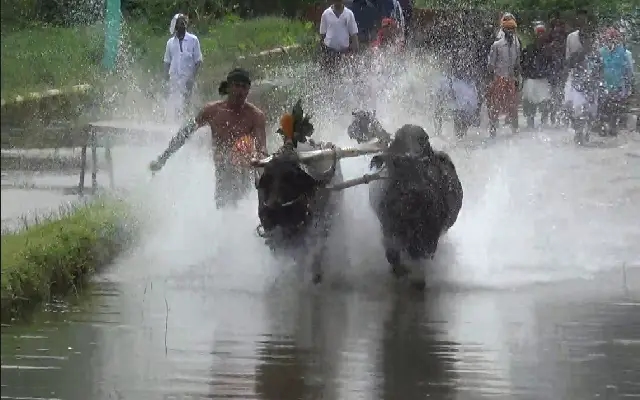 Kambala Begins: Early Training Gallops Ahead of Coastal Race Season - News Karnataka