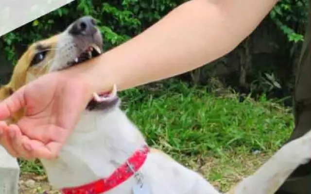 Karnataka Sees 36% Spike in Dog Bite Cases in 2025; 19 Rabies Deaths Raise Alarm - News Karnataka