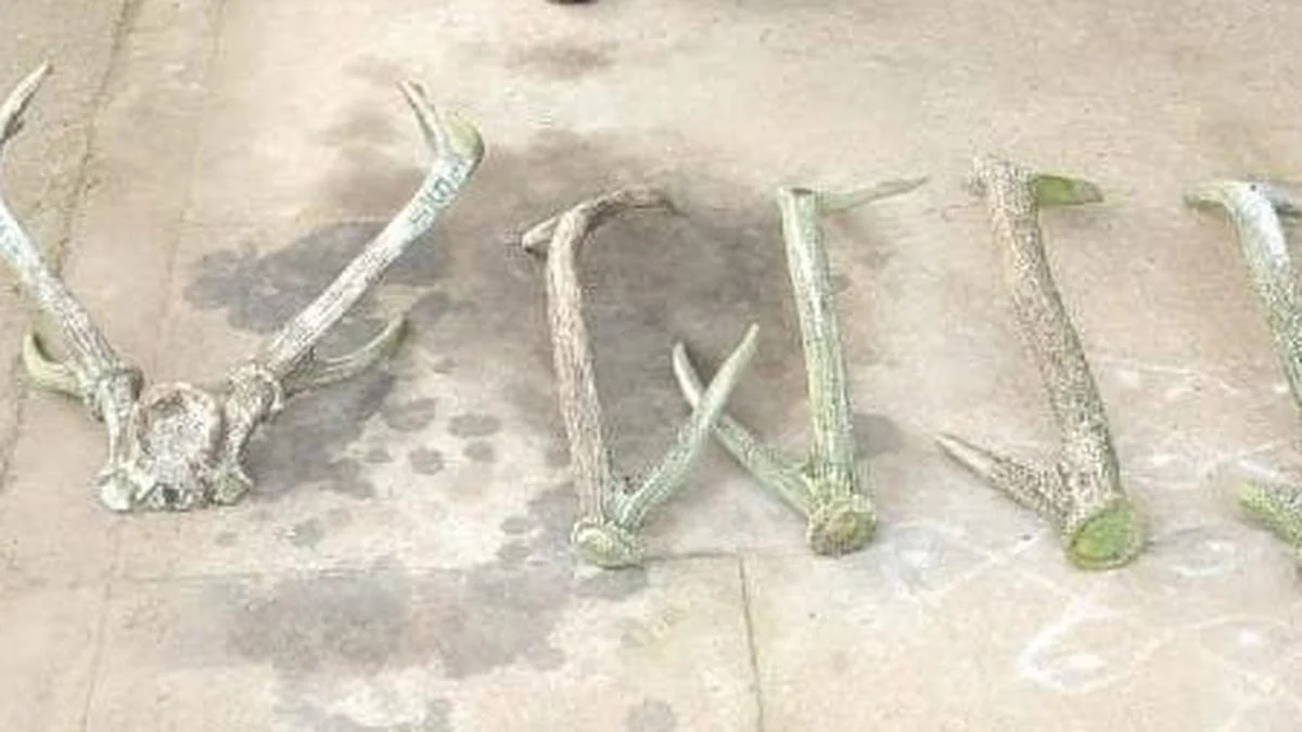Karnataka gang caught poaching hare in Nilgiris; weapons, deer antlers seized - News Karnataka