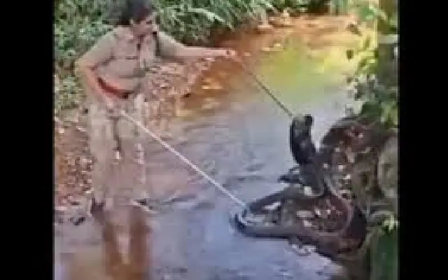 Kerala Forest Officer’s Daring King Cobra Rescue Wins Internet’s Heart - News Karnataka
