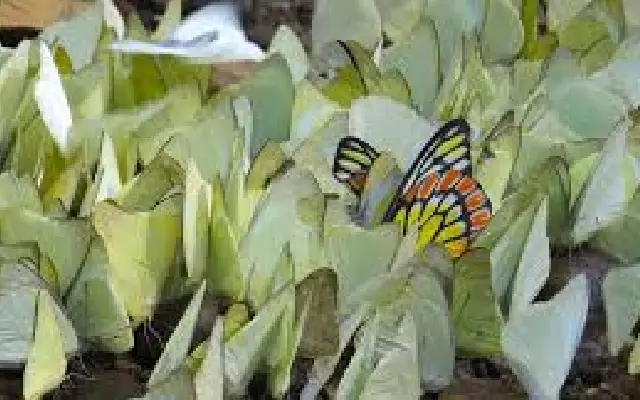 Kerala's Aralam Forest to Become India’s First Official Butterfly Sanctuary - News Karnataka