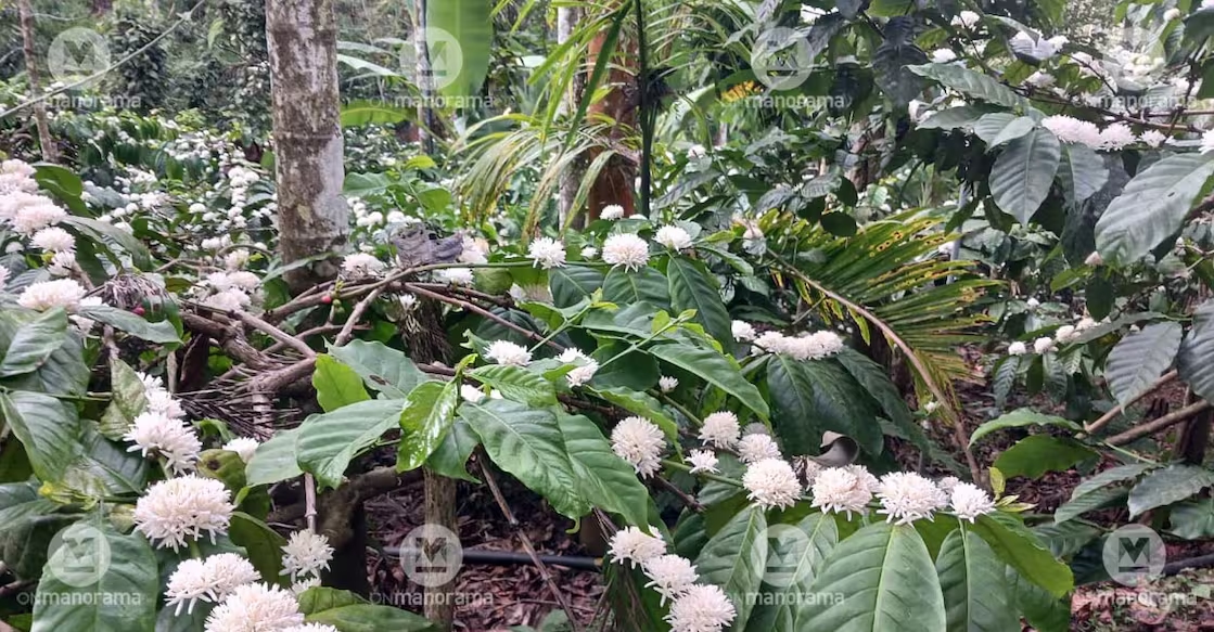 Kerala’s coffee revolution brews in Wayanad: From humble beans to global dreams - News Karnataka