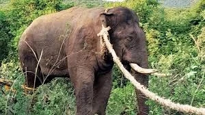 Kodagu reels under wild elephant menace, villagers demand swift forest action - News Karnataka