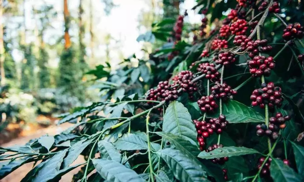 Kodagu’s coffee charm woos Aussie delegation with shade-grown brews - News Karnataka