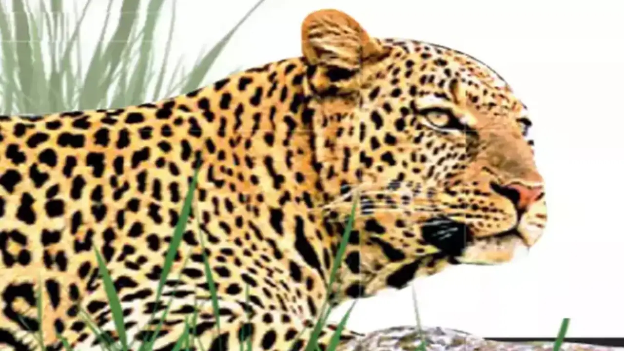 Leopard kills dog near Chennimalai, sparks fear among villagers - News Karnataka