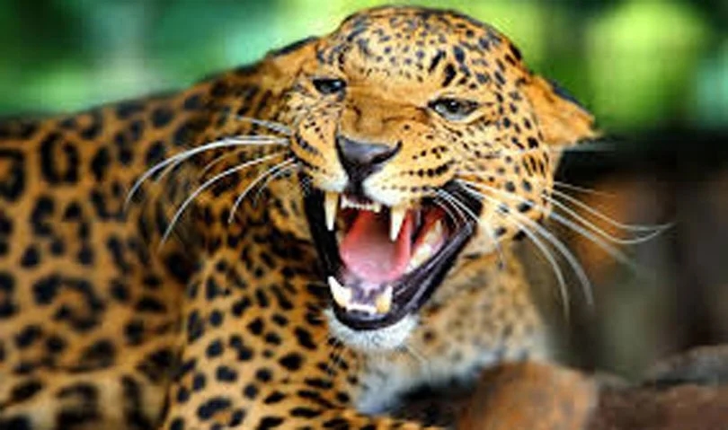 Leopard sightings spark fear in villages as attacks raise alarm - News Karnataka