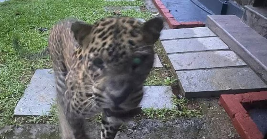 Leopards check into Wayanad resort, startle tourists and staff alike - News Karnataka