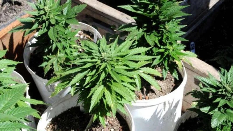 Man caught smuggling ganja in toothpaste tube into prison - News Karnataka