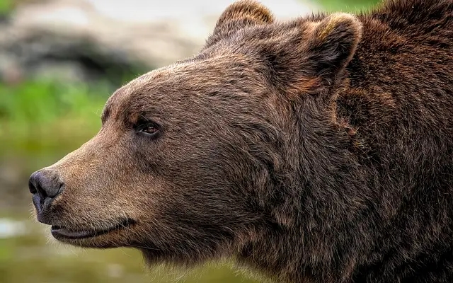 Man collecting honey killed in bear attack in Chamarajanagar forest - News Karnataka