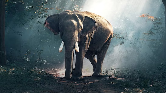 Man severely injured as firecracker explodes while scaring elephants in Chinnakkanal - News Karnataka