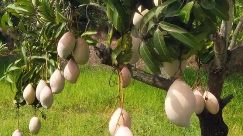 Mango farmers in distress: Price crash threatens pulp economy - News Karnataka