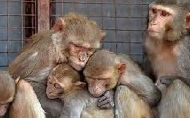 Mischievous monkey terrorises Saraguru ward residents - News Karnataka