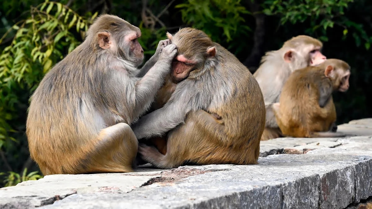Monkey menace returns to Melur GH, patients live in fear amid failed rescue efforts - News Karnataka