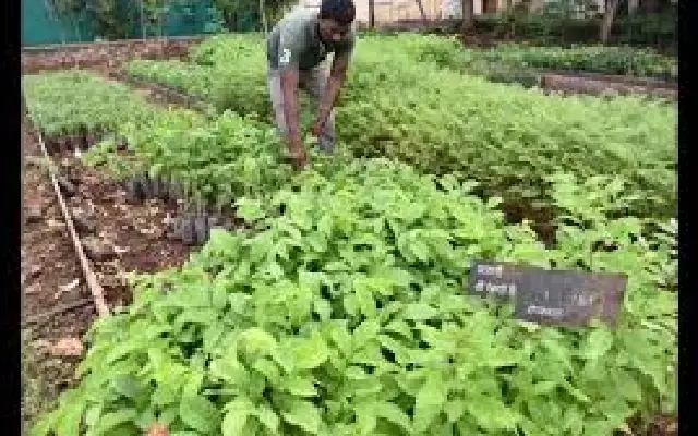 Mysuru forest department launches massive sapling drive with incentives - News Karnataka
