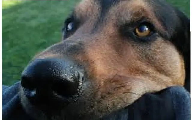 Mysuru reports over 9,400 dog bite cases in six months, health officials urge caution - News Karnataka