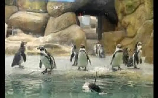 Mysuru to get South India’s first penguin park at Karanji Lake under PPP model - News Karnataka