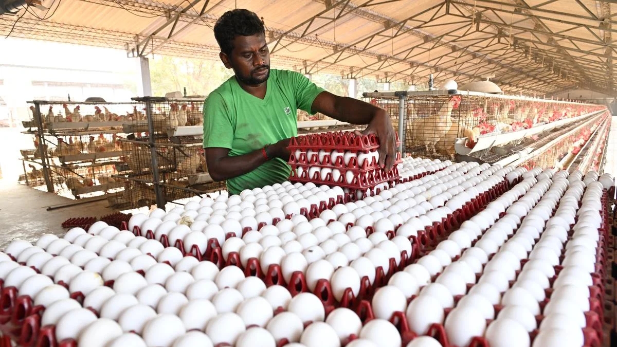 Namakkal cracks US market with historic egg export milestone - News Karnataka