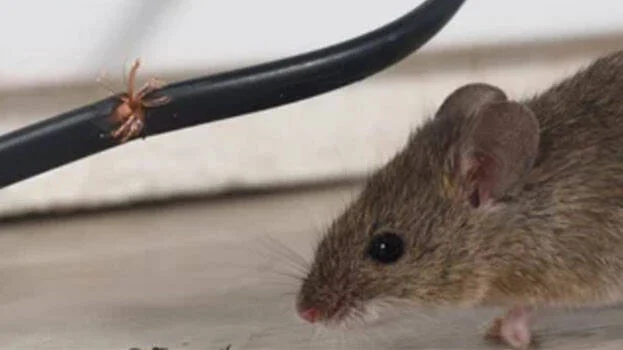 Negligence, not rats, chewed up Kerala’s ₹92-lakh X-ray machine - News Karnataka