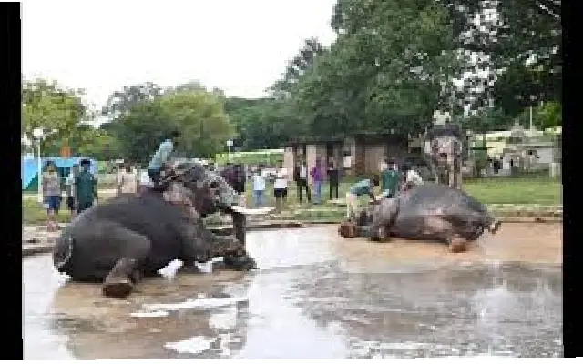 Pregnant elephants may miss Dasara parade, leaving forest officers in a bind - News Karnataka