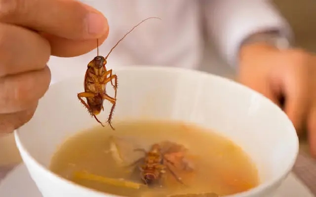 Pune hotel manager booked after woman finds cockroach in soup - News Karnataka