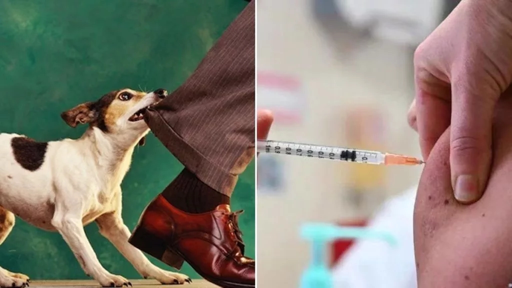 Rabies claims young life in Kannur despite timely vaccine doses - News Karnataka