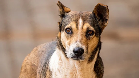 Shock in Ariyalur as stray dog found with newborn’s body in mouth - News Karnataka