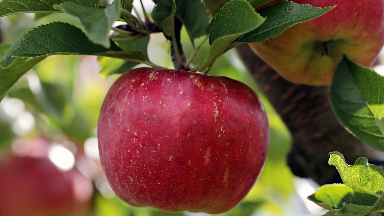 Silent harvest: Pesticides and the cancer time bomb in Kashmir’s orchards - News Karnataka