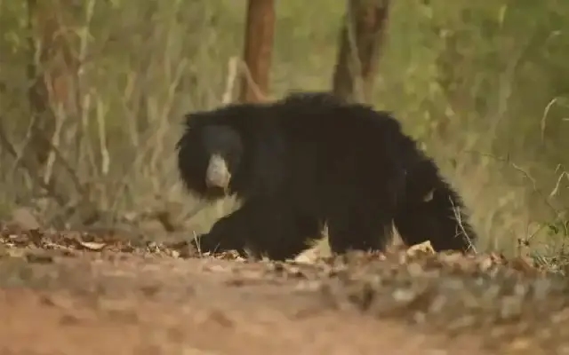 Sloth Bear Attack in Nagarahole Sparks Safety Overhaul for Forest Patrol Teams - News Karnataka