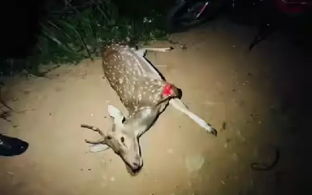 Spotted deer killed in late-night collision on Doddaballapur Road - News Karnataka