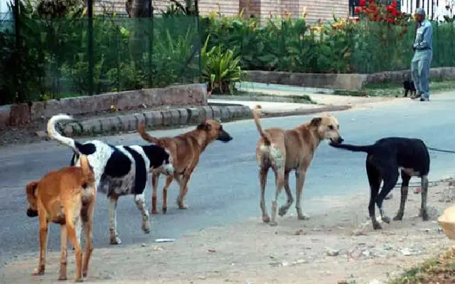 Stray Dog Numbers Surge in Udupi: Citizens Call for Urgent Shelter - News Karnataka