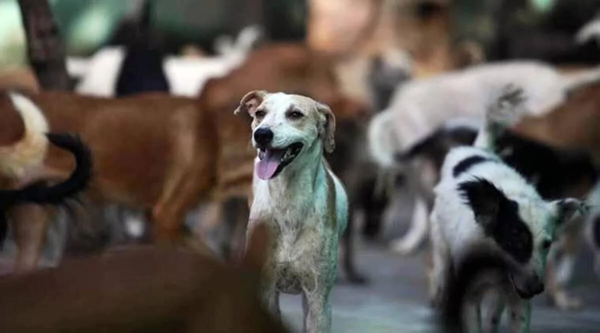 Stray dog menace persists in Tiruchi despite sterilisation efforts - News Karnataka