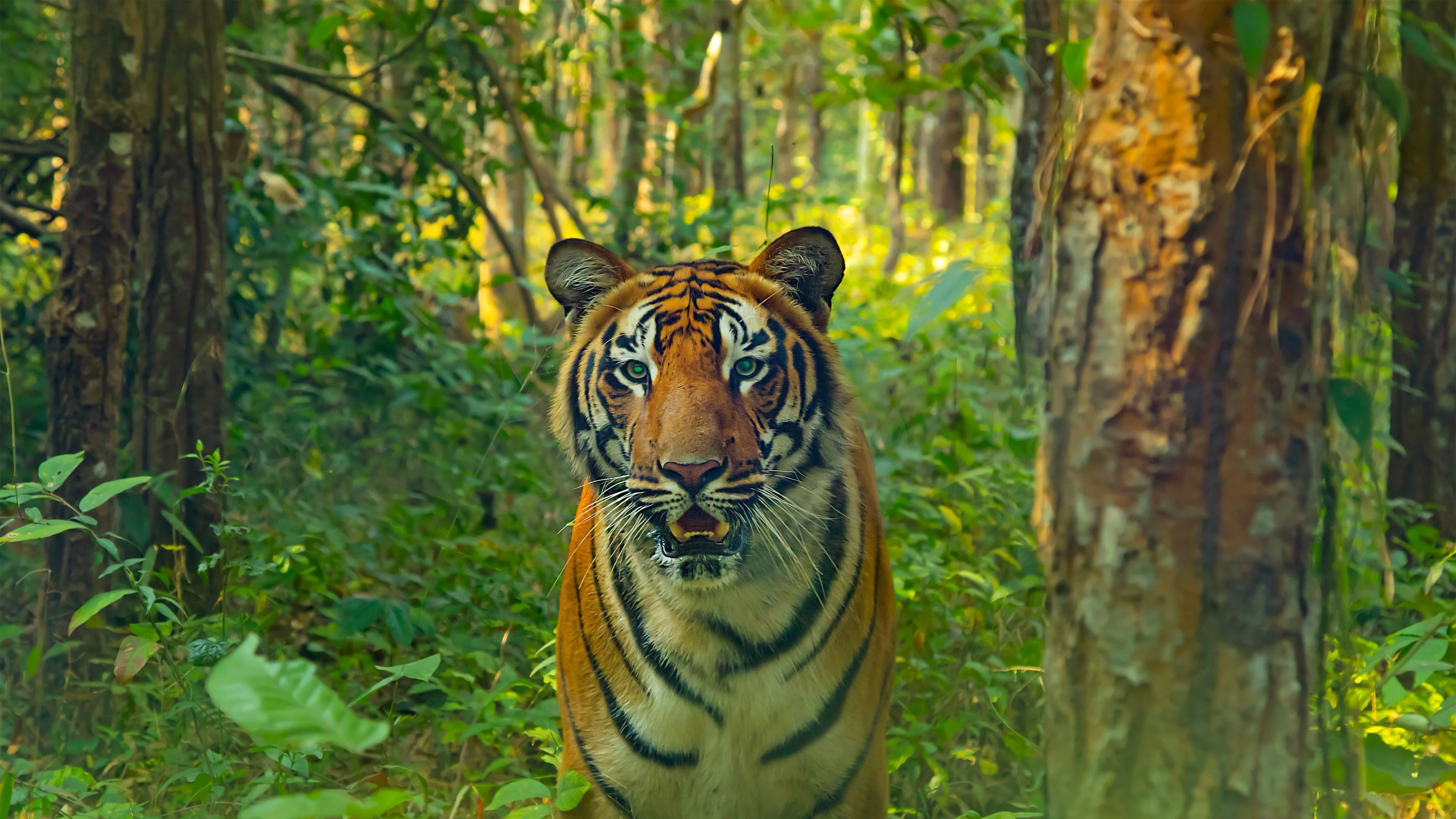 Tiger that killed worker near Kalikavu finally captured after two-month hunt - News Karnataka